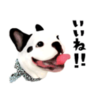 フレンチブルドッグトーク（個別スタンプ：3）