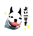 フレンチブルドッグトーク（個別スタンプ：6）