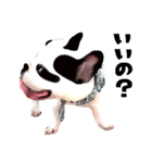 フレンチブルドッグトーク（個別スタンプ：15）