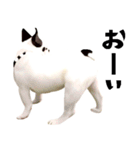 フレンチブルドッグトーク（個別スタンプ：17）