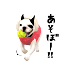 フレンチブルドッグトーク（個別スタンプ：18）