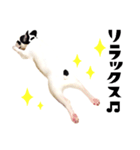 フレンチブルドッグトーク（個別スタンプ：23）