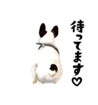 フレンチブルドッグトーク（個別スタンプ：35）
