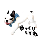 フレンチブルドッグトーク（個別スタンプ：37）