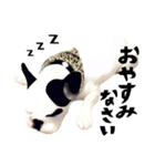 フレンチブルドッグトーク（個別スタンプ：38）