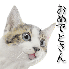 [LINEスタンプ] 関西弁リアル猫3